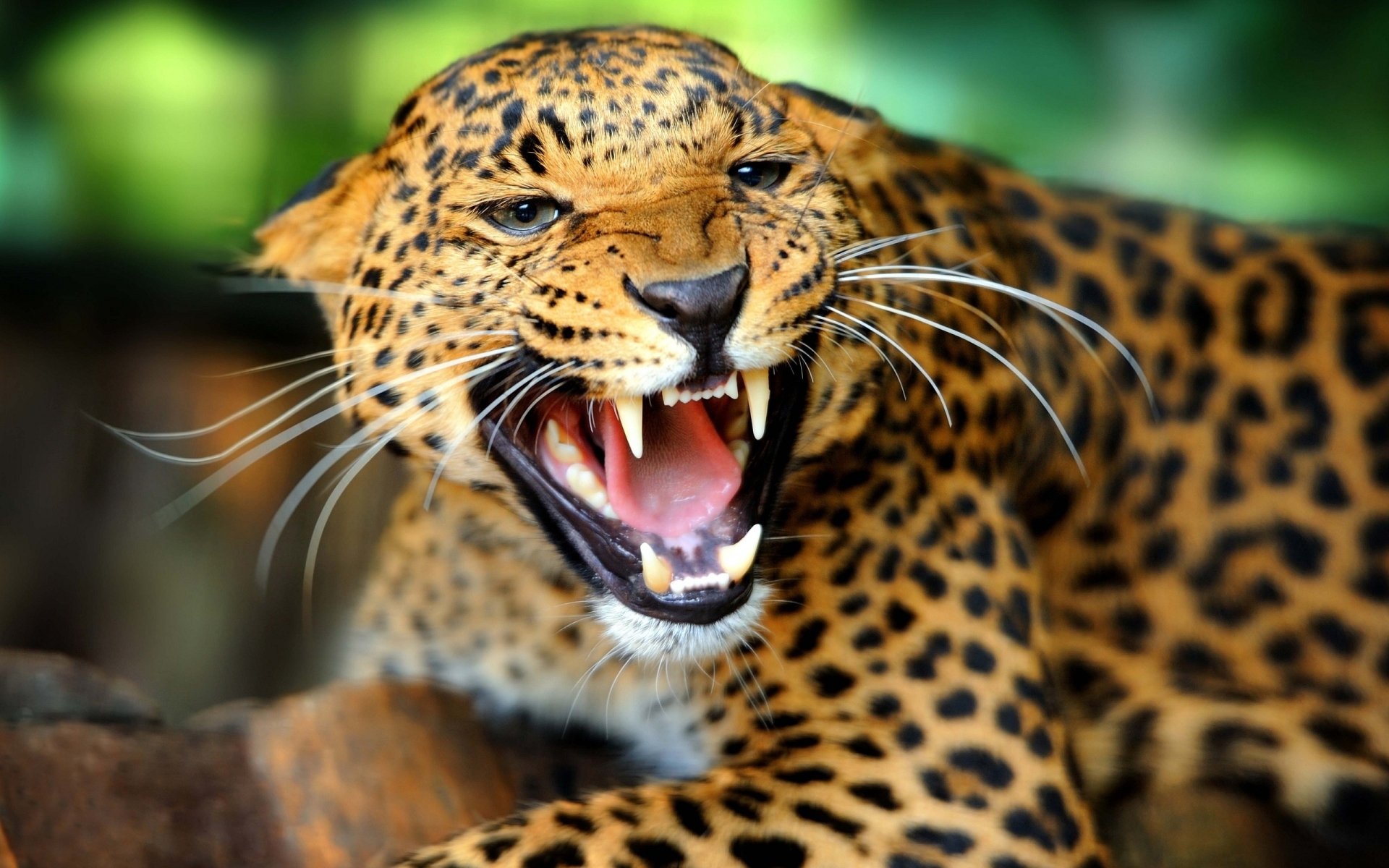 A fierce leopard emerges from the shadows, showcasing its striking coat and bared teeth, embodying the raw power of nature.