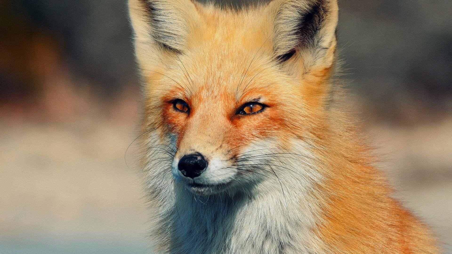 Close-up of a red fox with striking orange fur and sharp eyes against a blurred natural background.