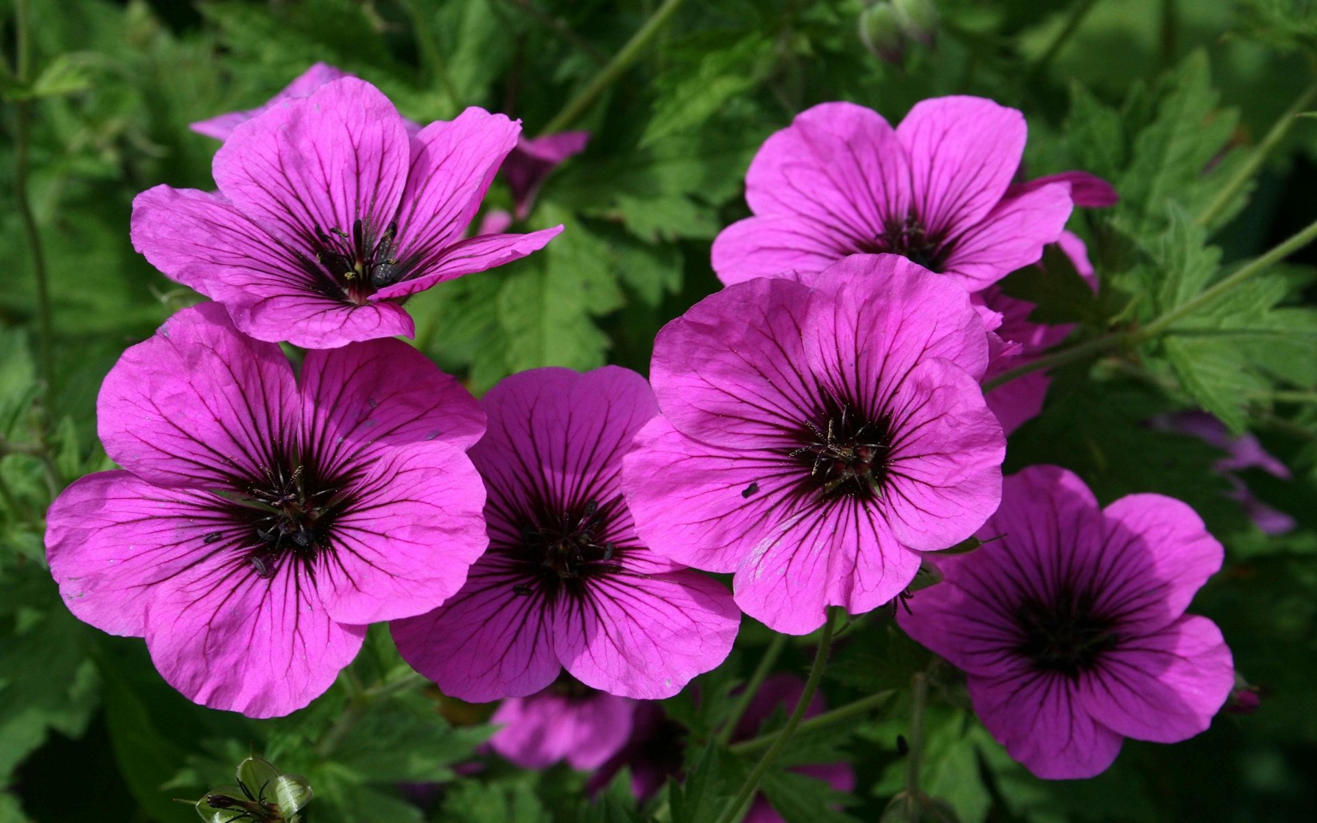 Purple Flowers