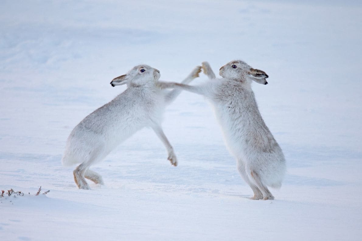 Mountain Hare - Desktop Wallpapers, Phone Wallpaper, PFP, Gifs, and More!