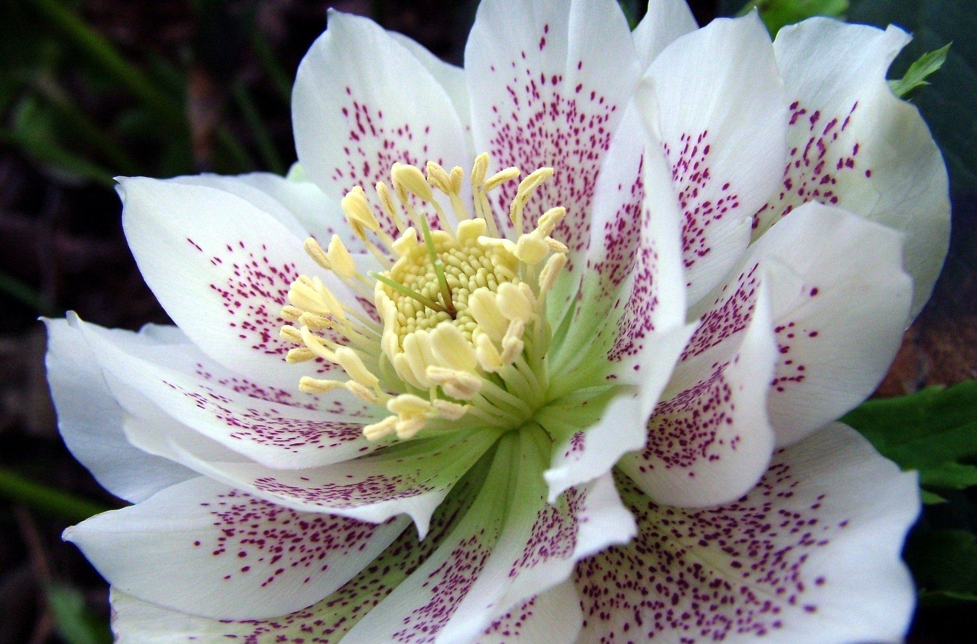nature hellebore Image