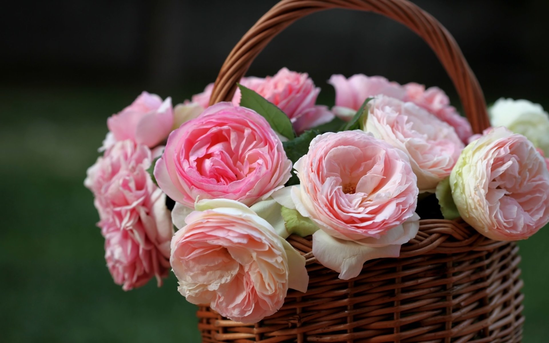 Basket of Pink Roses Image ID 310821 Image Abyss