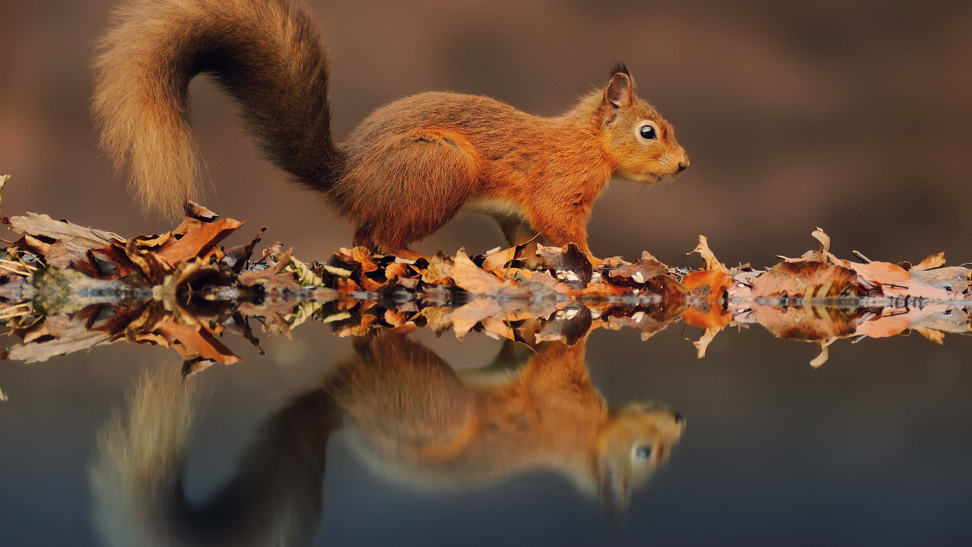 Download Animal Squirrel Image