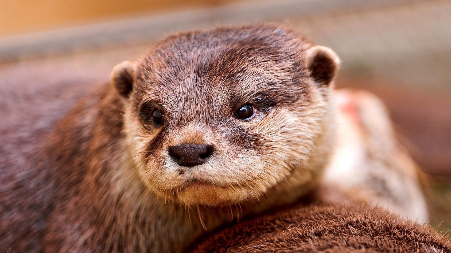 Animal otter Image