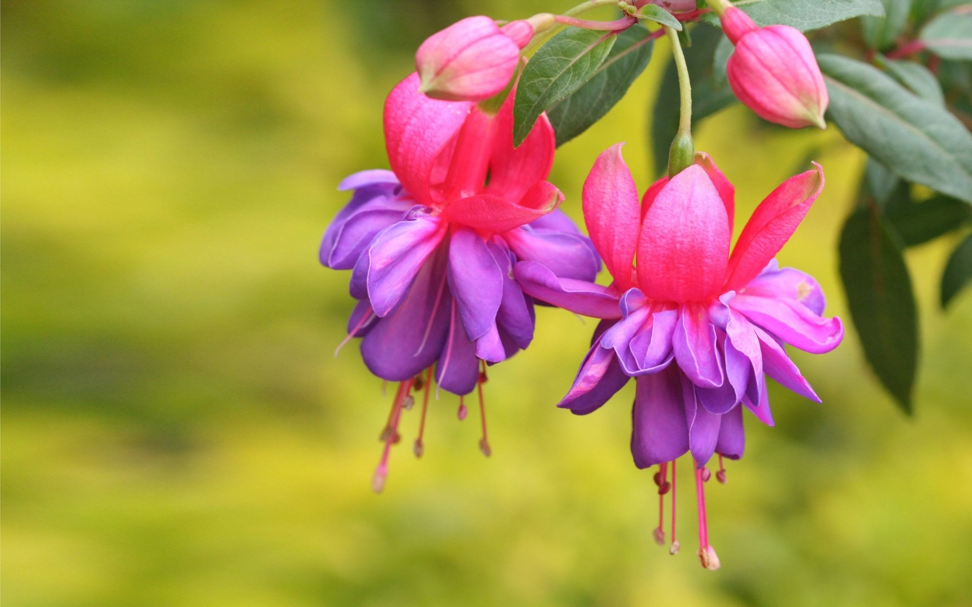 purple flower flower nature fuchsia Image