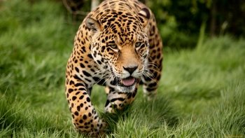 Preview Image 310712
