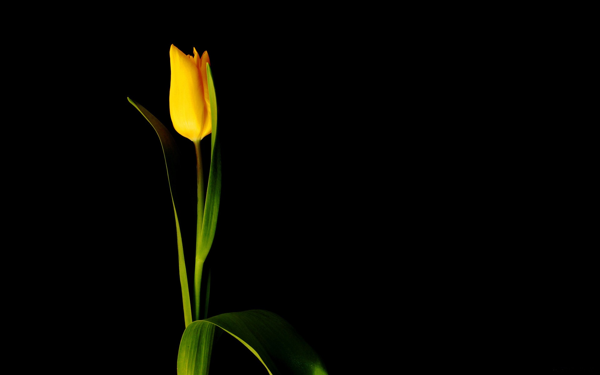 Тюльпаны минимализм. Цветы на темном фоне. Цветы на черном фоне. Желтые цветы на темном фоне. Желтые цветы на черном фоне.
