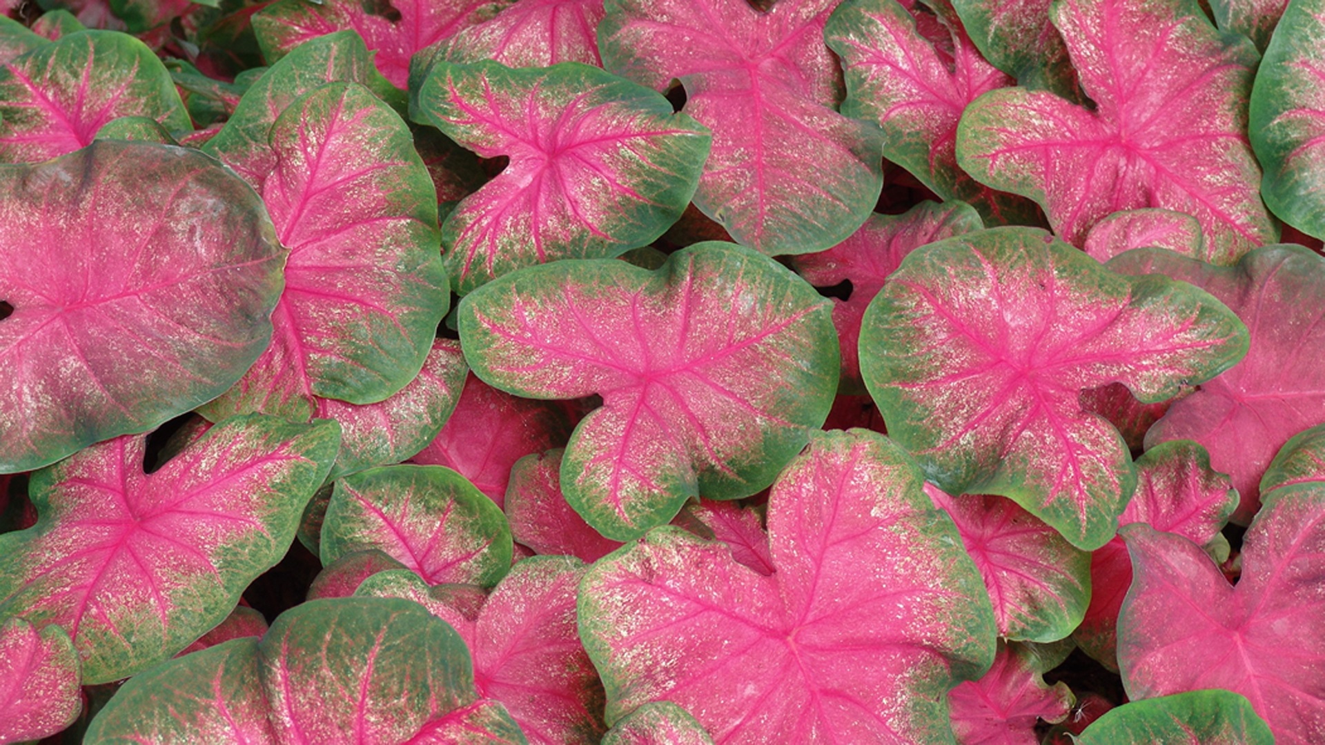 Pink and Green Leaves