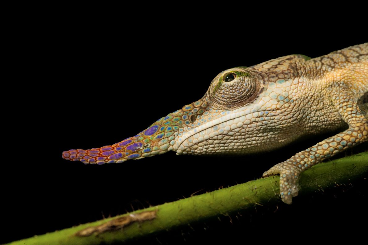 Calumma nasutum, the nose-horned chameleon