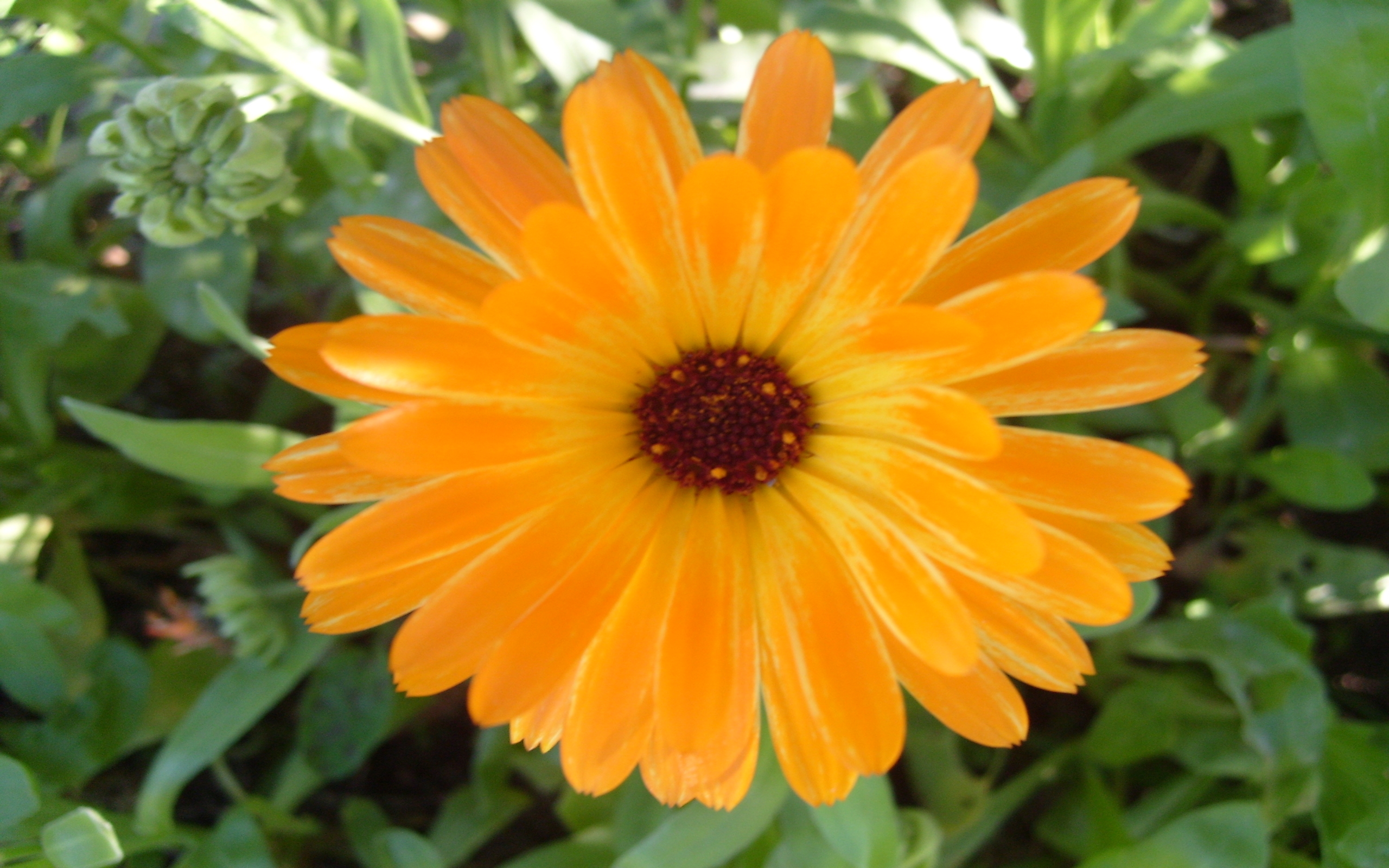 yellow-calendula-image-abyss