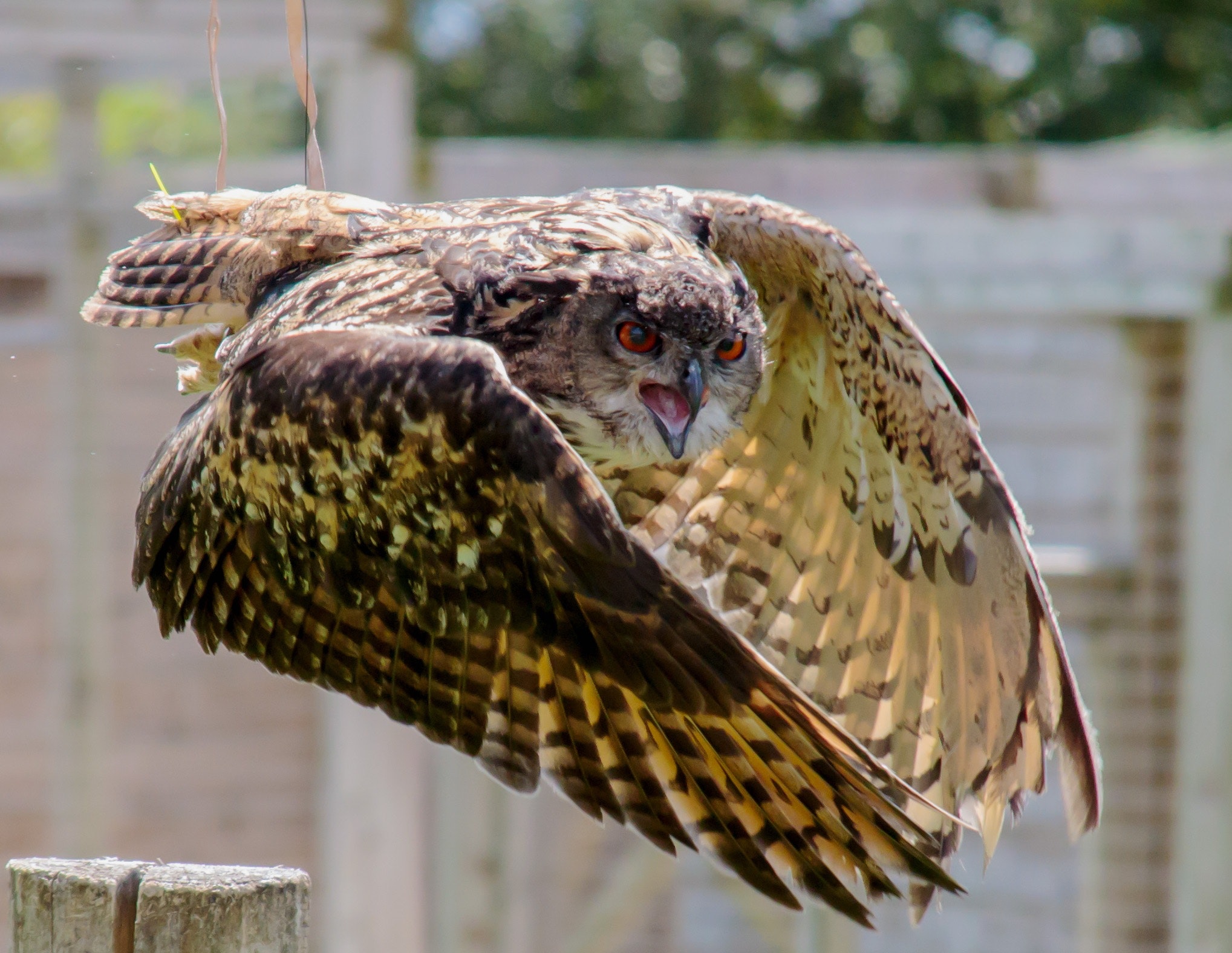 Крылья совы. Eurasian Eagle Owl. Евроазиатский Филин. Оперение Совы. Сова и Сокол.