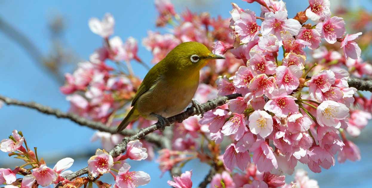 Japanese white-eye Picture - Image Abyss