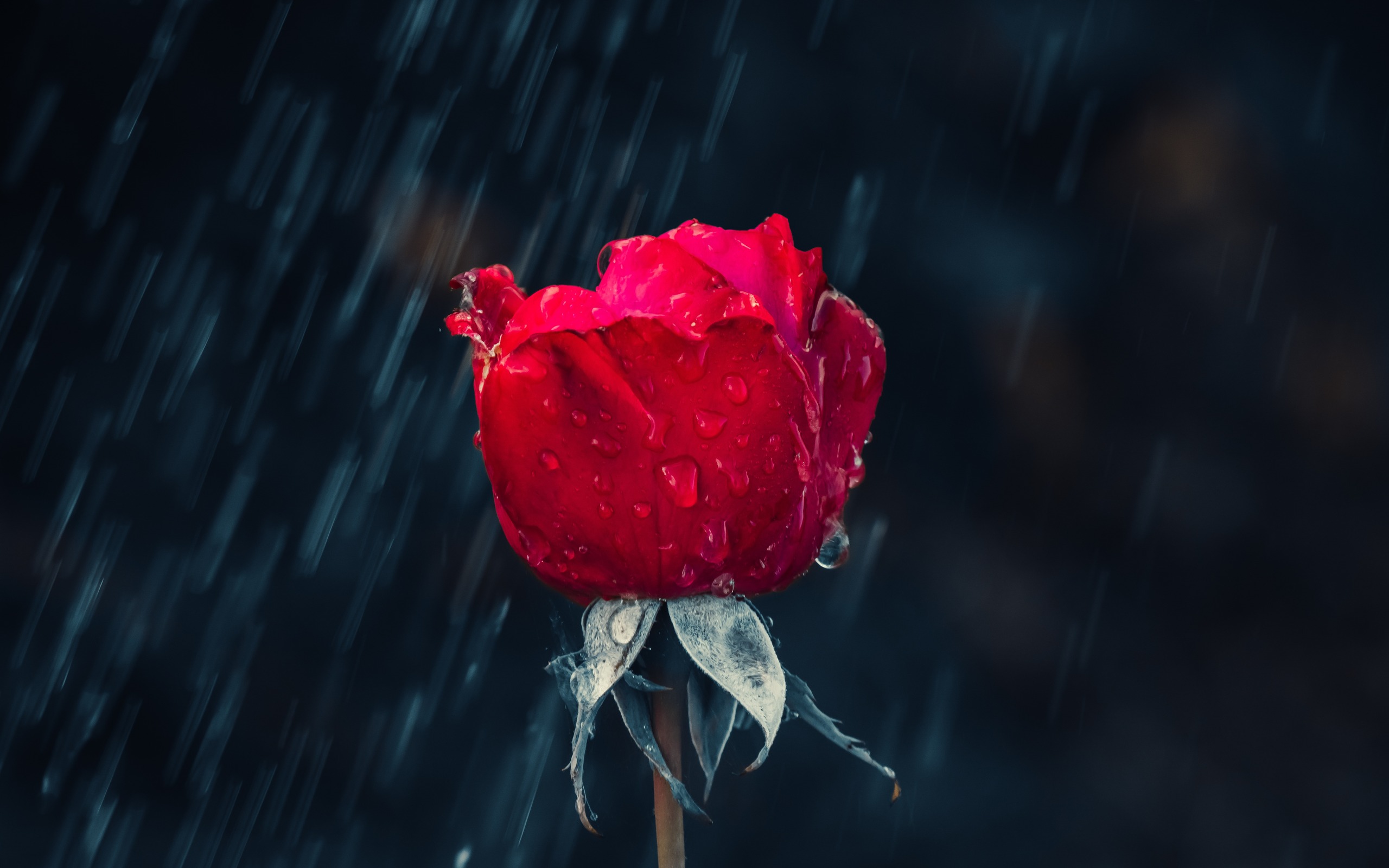 Rose Under Rain Image Abyss