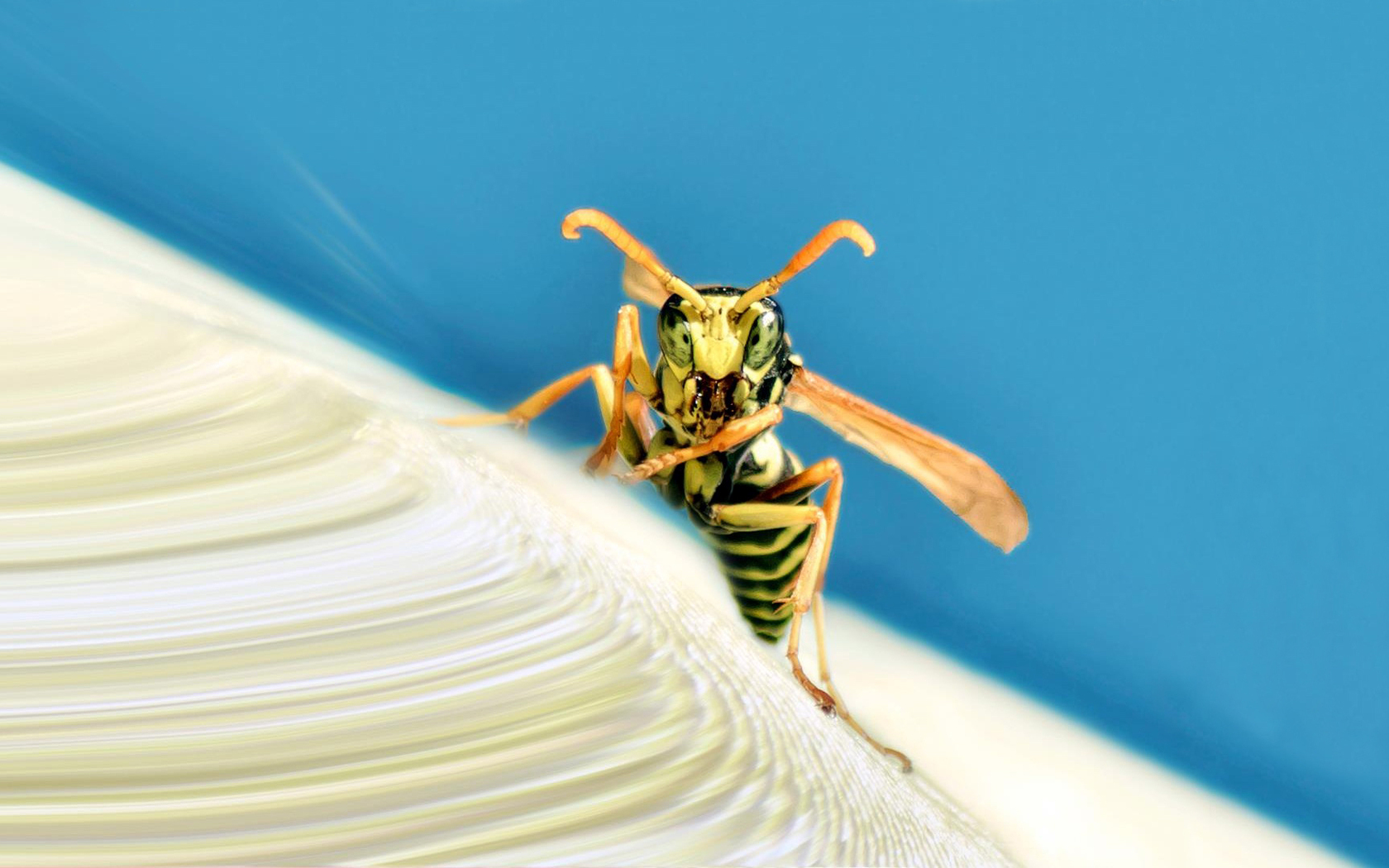 Wasp Picture