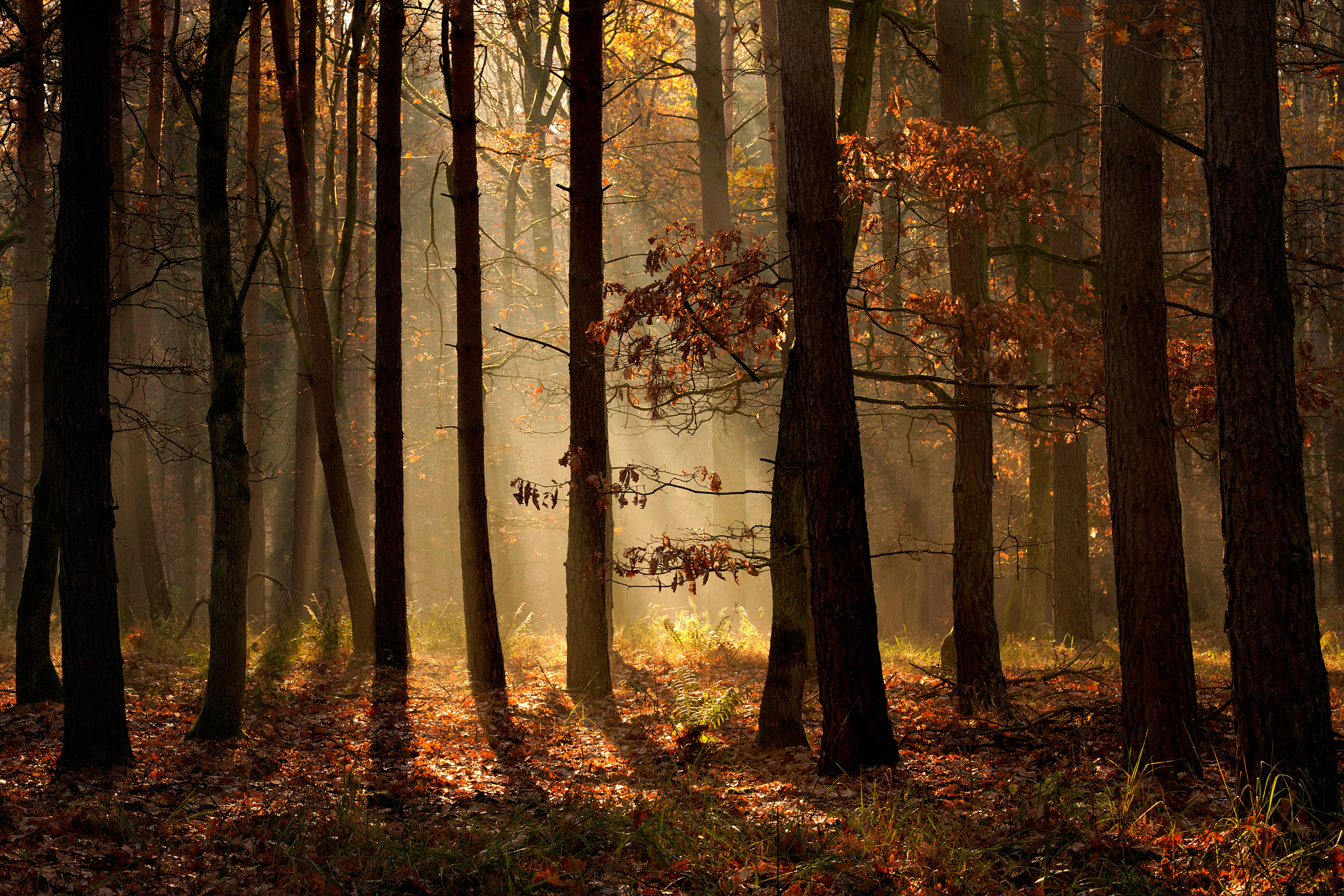 Лес похож. Свет в осенней роще. Крутой лес. Лес похожий на город. Autumn in the Forest.