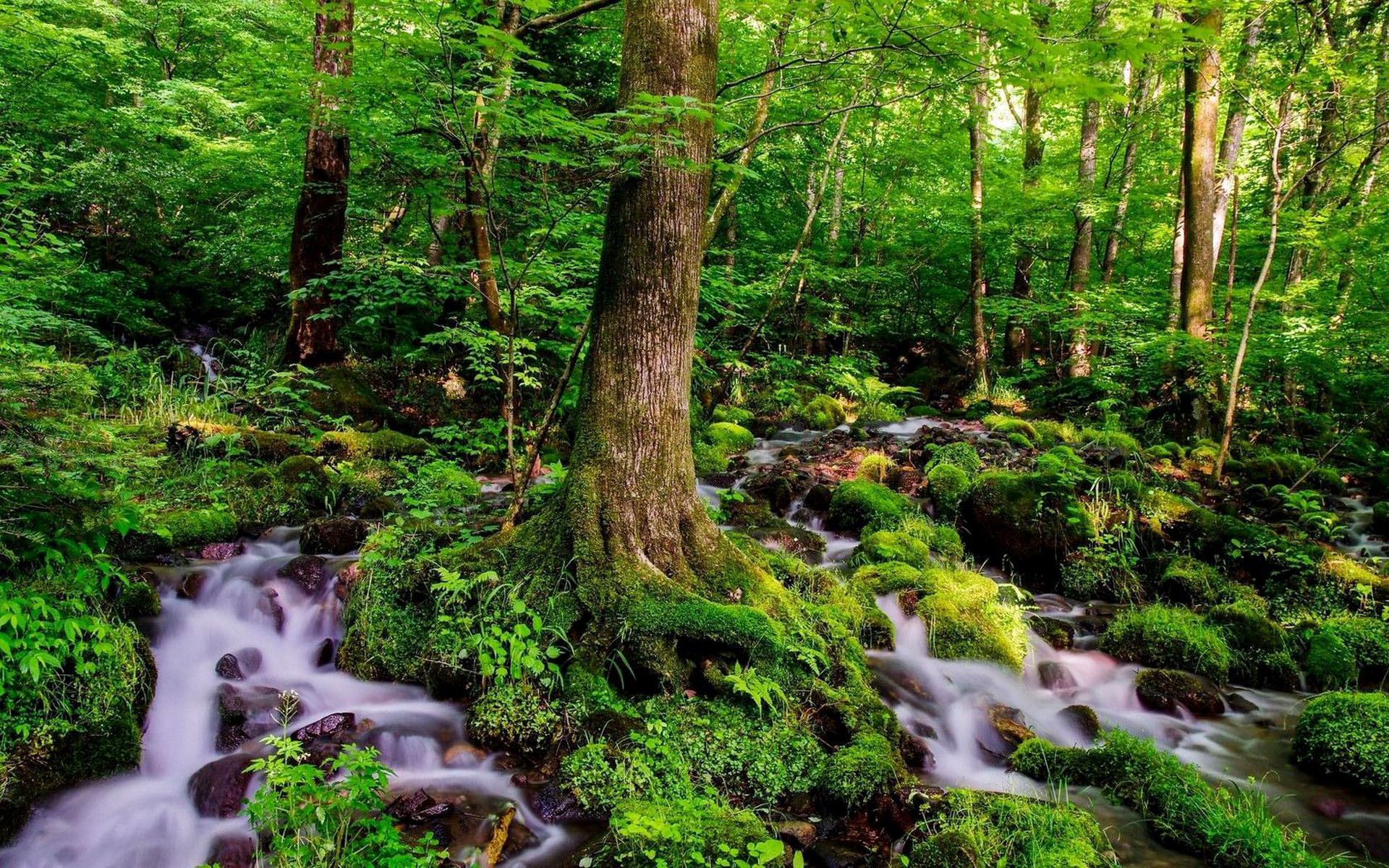 Download Greenery Forest Nature Stream Image