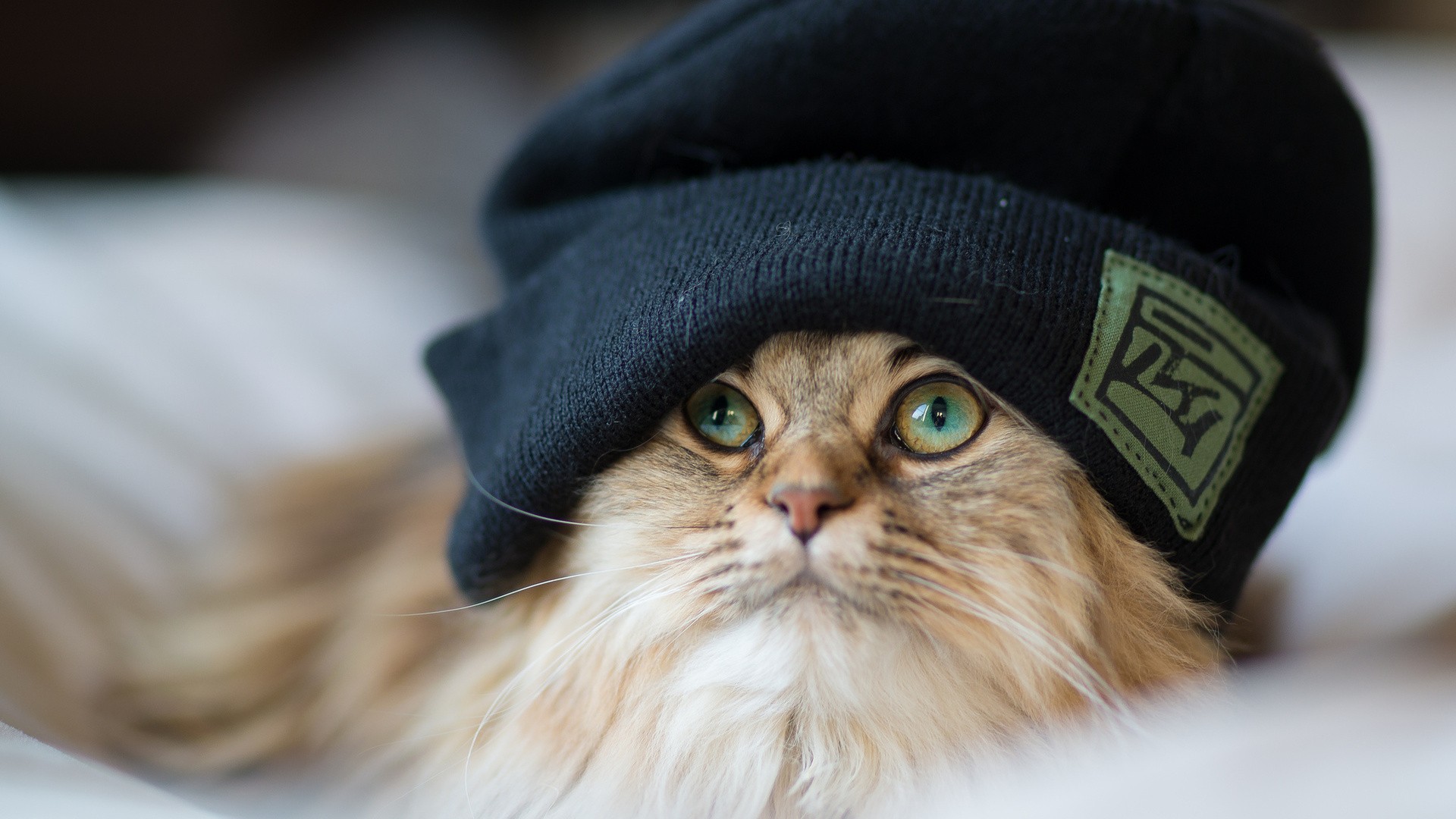 Download Frog Hat Cute Cat PFP Wallpaper