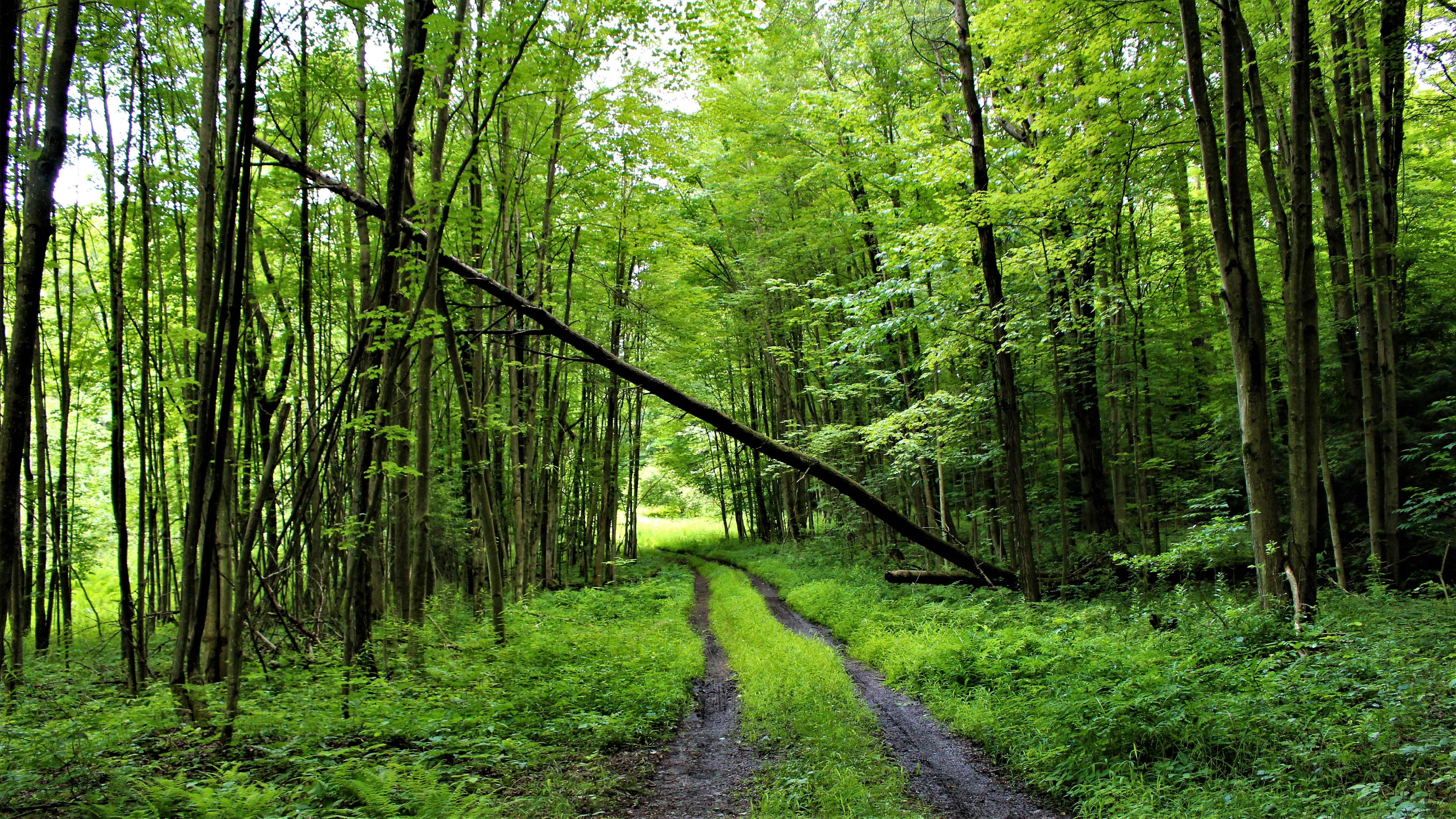 R forest. Шварцвальд тропа. Беловежская пуща деревья. Зеленый лес Липецк. Лес фон.