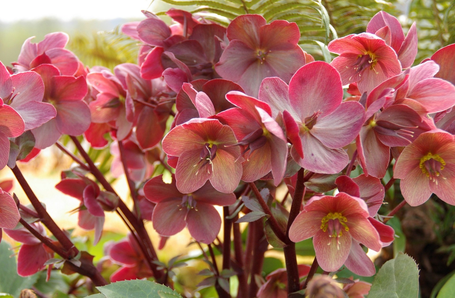 flower nature hellebore Image