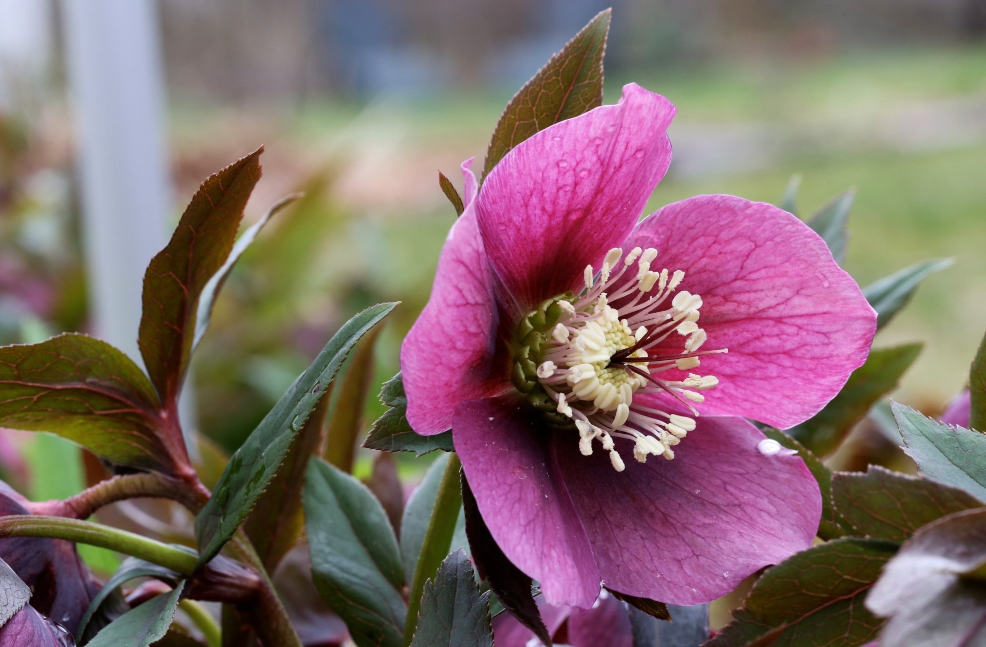 flower nature hellebore Image