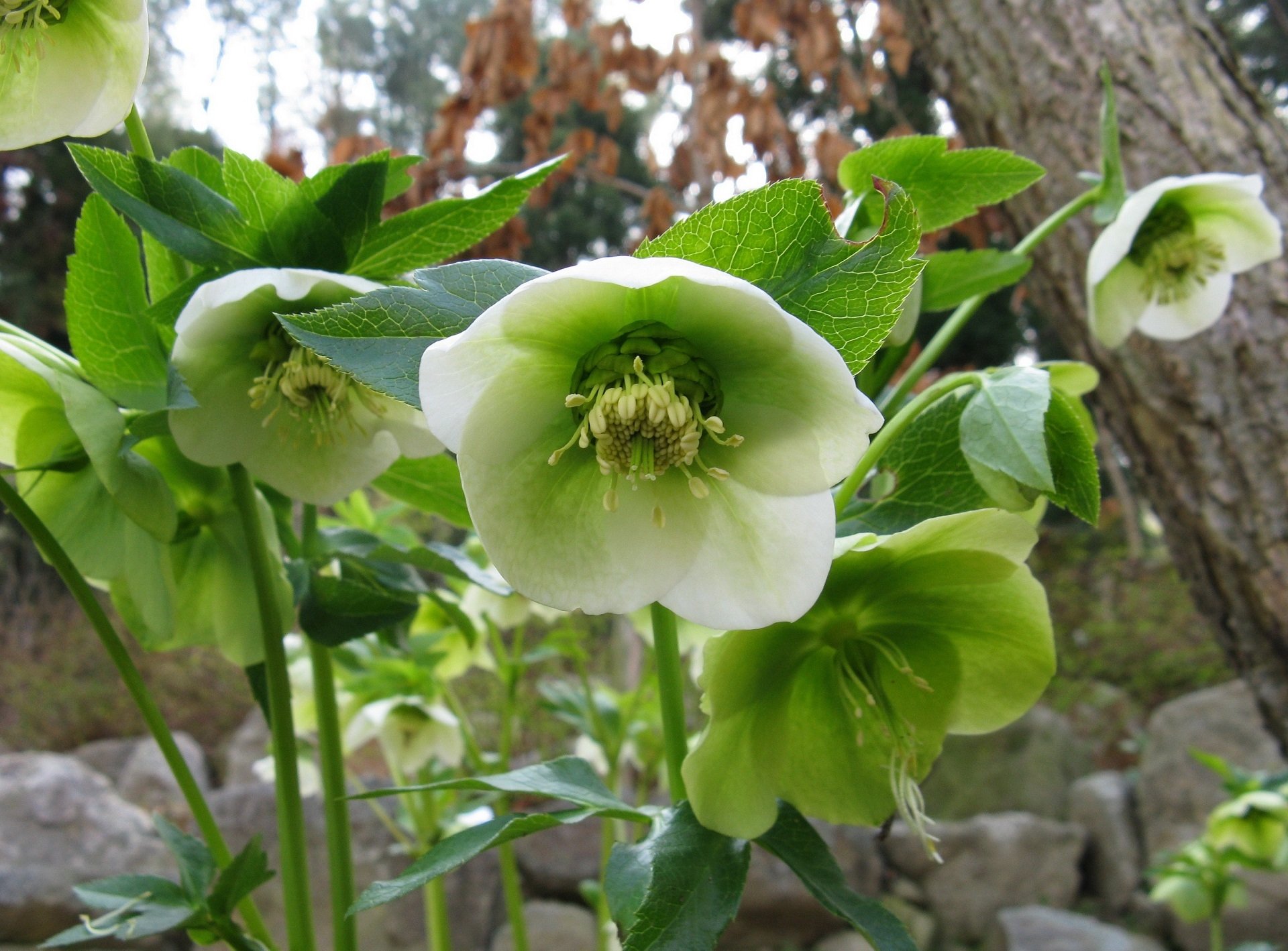flower nature hellebore Image