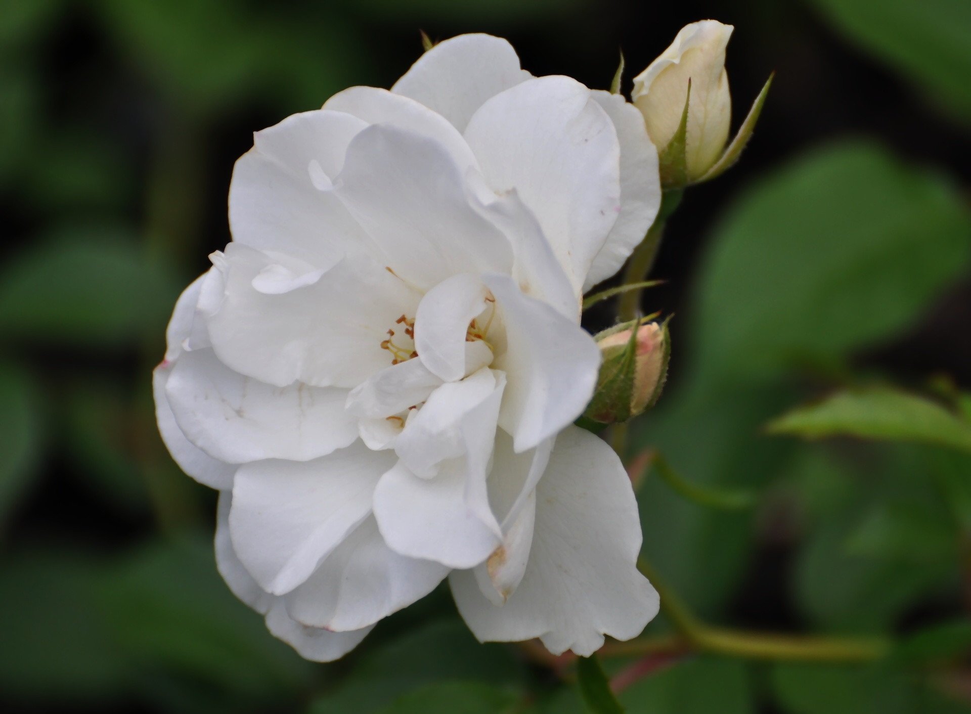 white rose flower nature rose Image