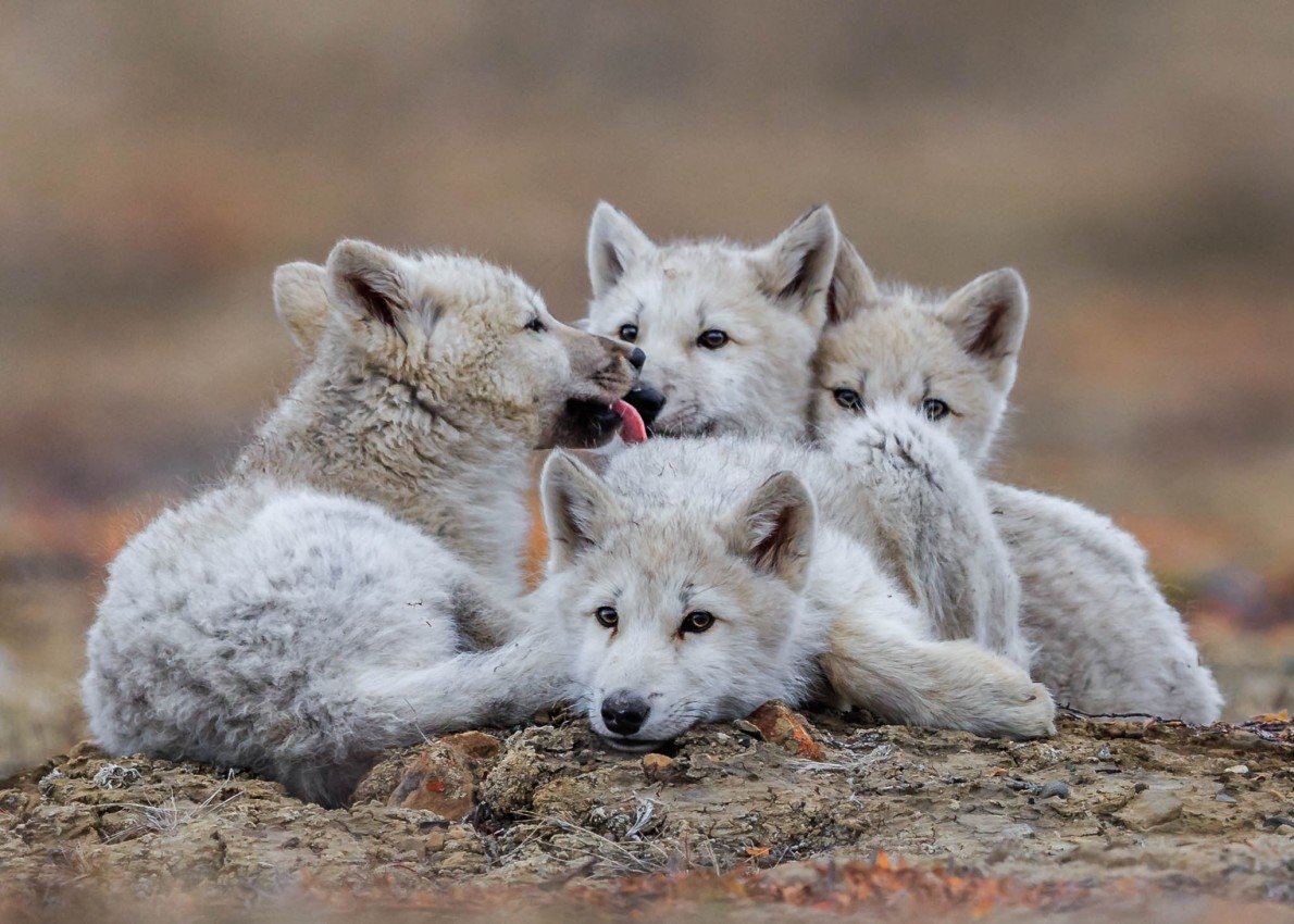 Arctic wolf pups relax while adults hunt on Ellesmere Island. Image ...