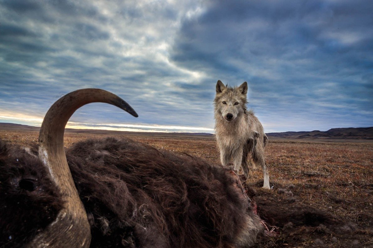 An arctic wolf stands over a dead musk ox. Image - ID: 311063 - Image Abyss