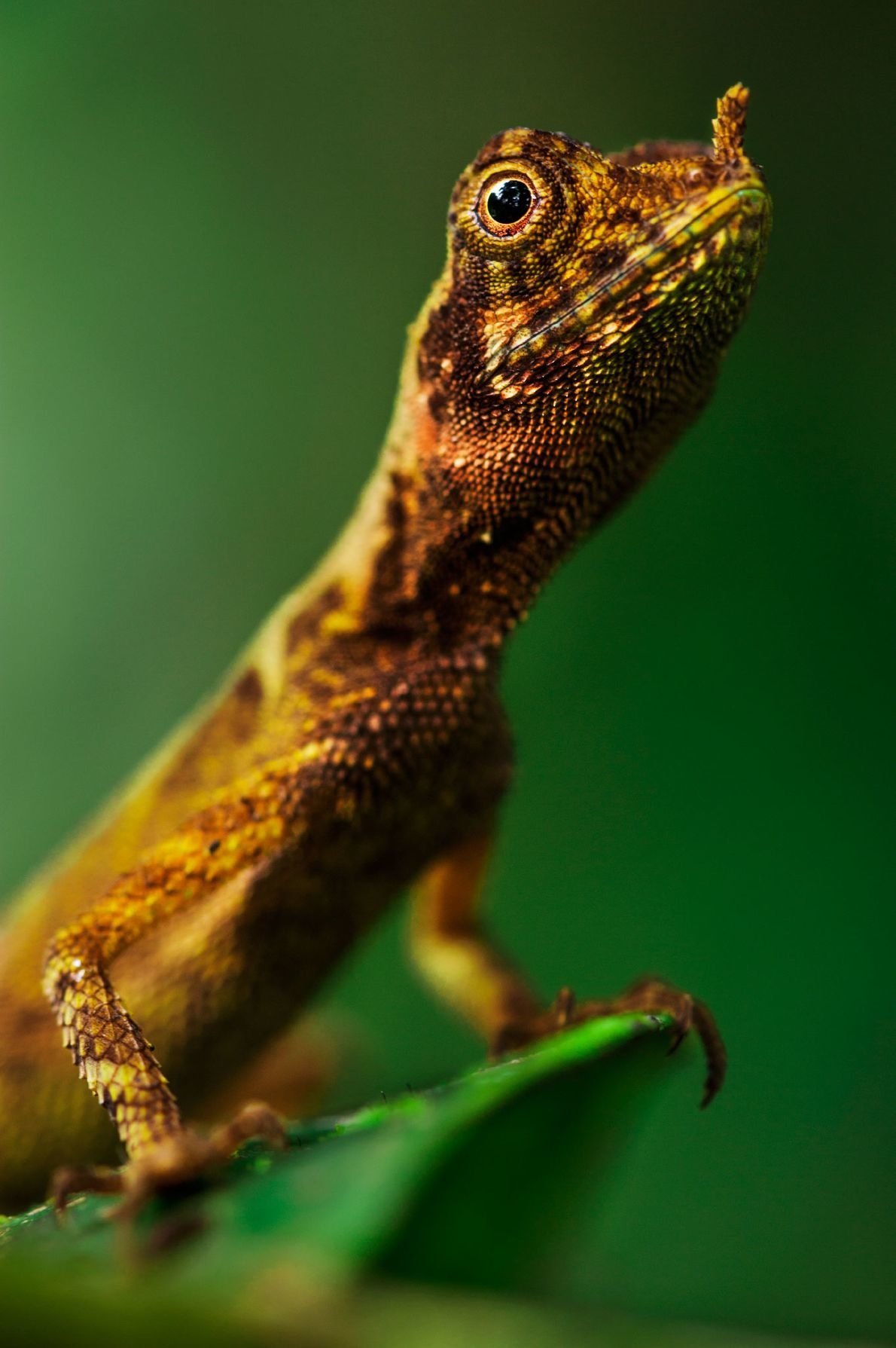 Leaf-nosed Lizard - Desktop Wallpapers, Phone Wallpaper, PFP, Gifs, and ...