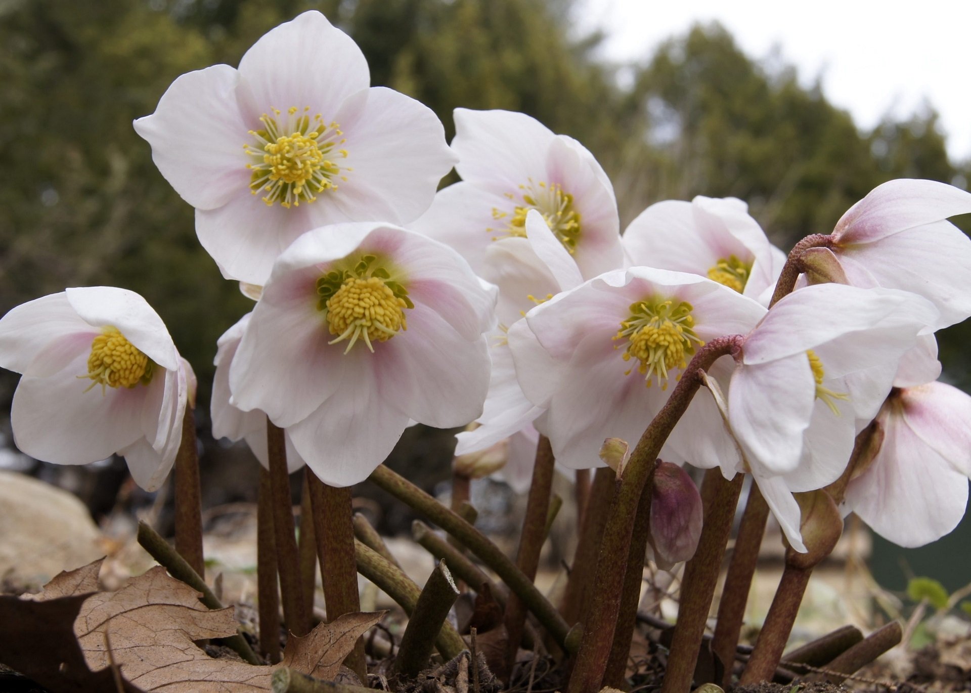 nature hellebore Image