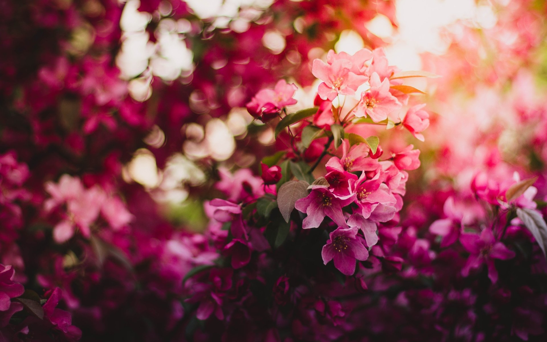  Pink flowers