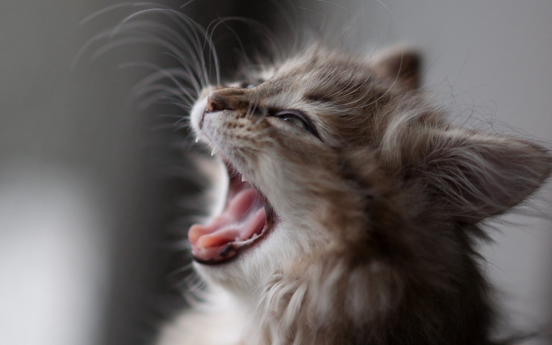  Cute cat yawn