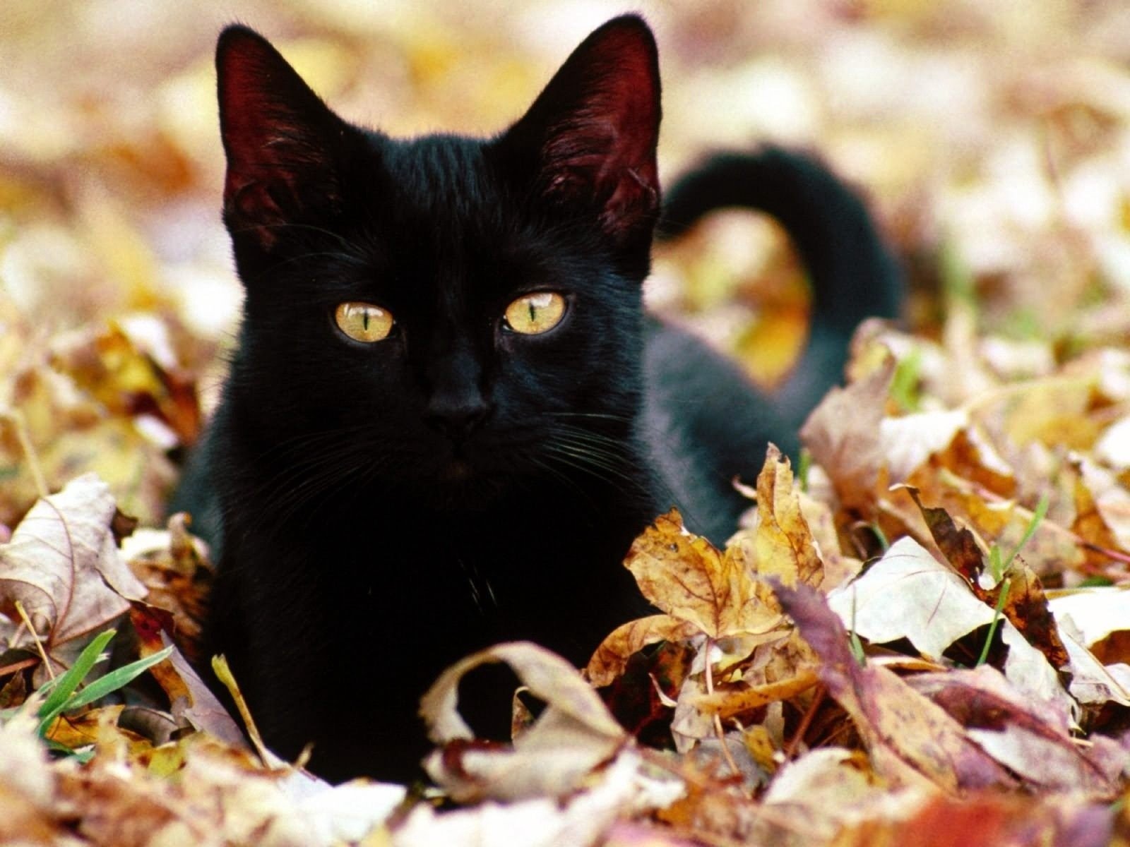 cute Animal cat cute cat Image