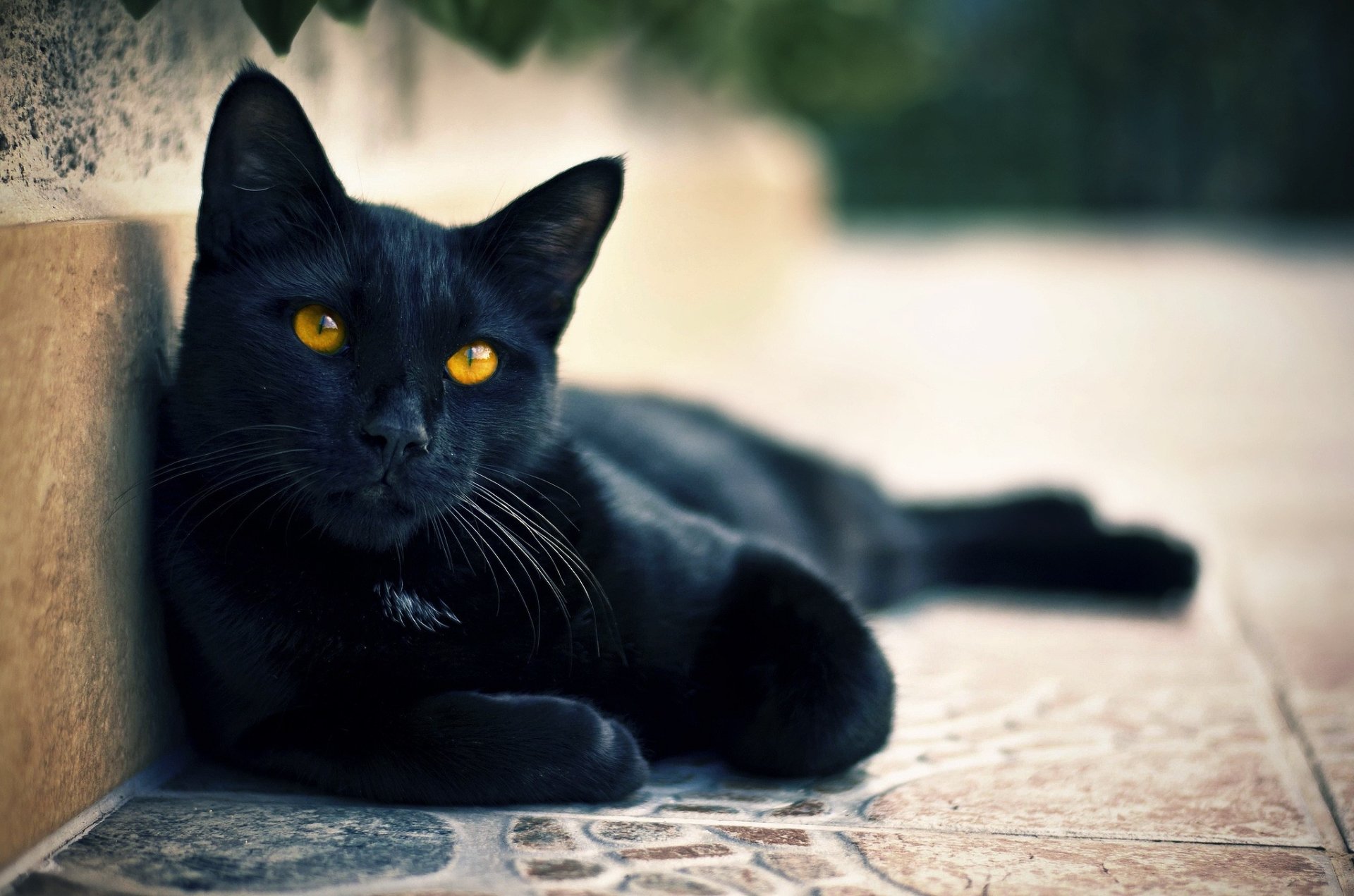 cute Animal cat cute cat Image