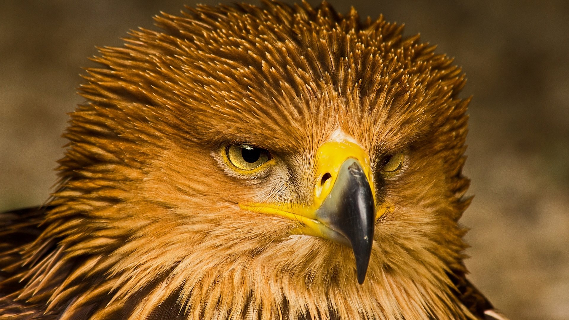 Majestic Eagle: The Regal Bird of Prey in Nature's Realm