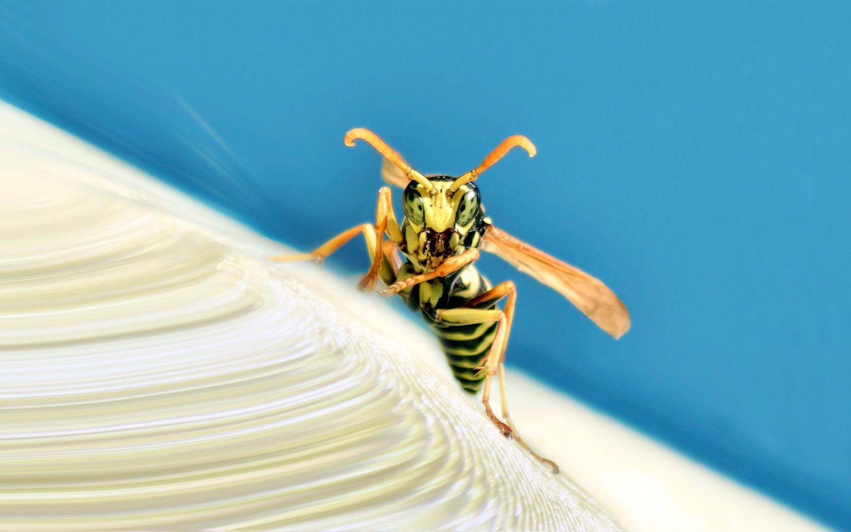 Download Insect Animal Wasp Image