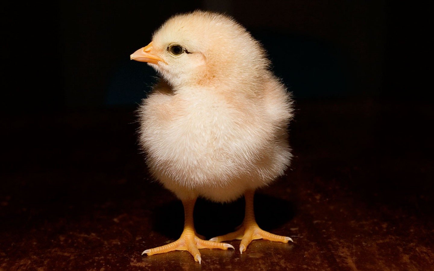 chick baby animal Animal chicken Image