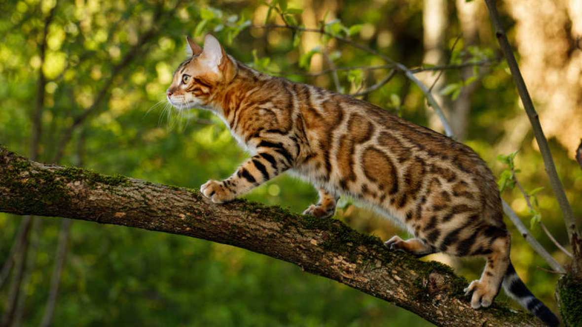 Bengal Cat - Desktop Wallpapers, Phone Wallpaper, Pfp, Gifs, And More!