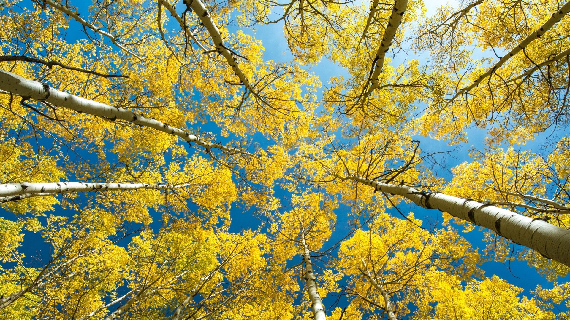  Looking up in Birch Forest