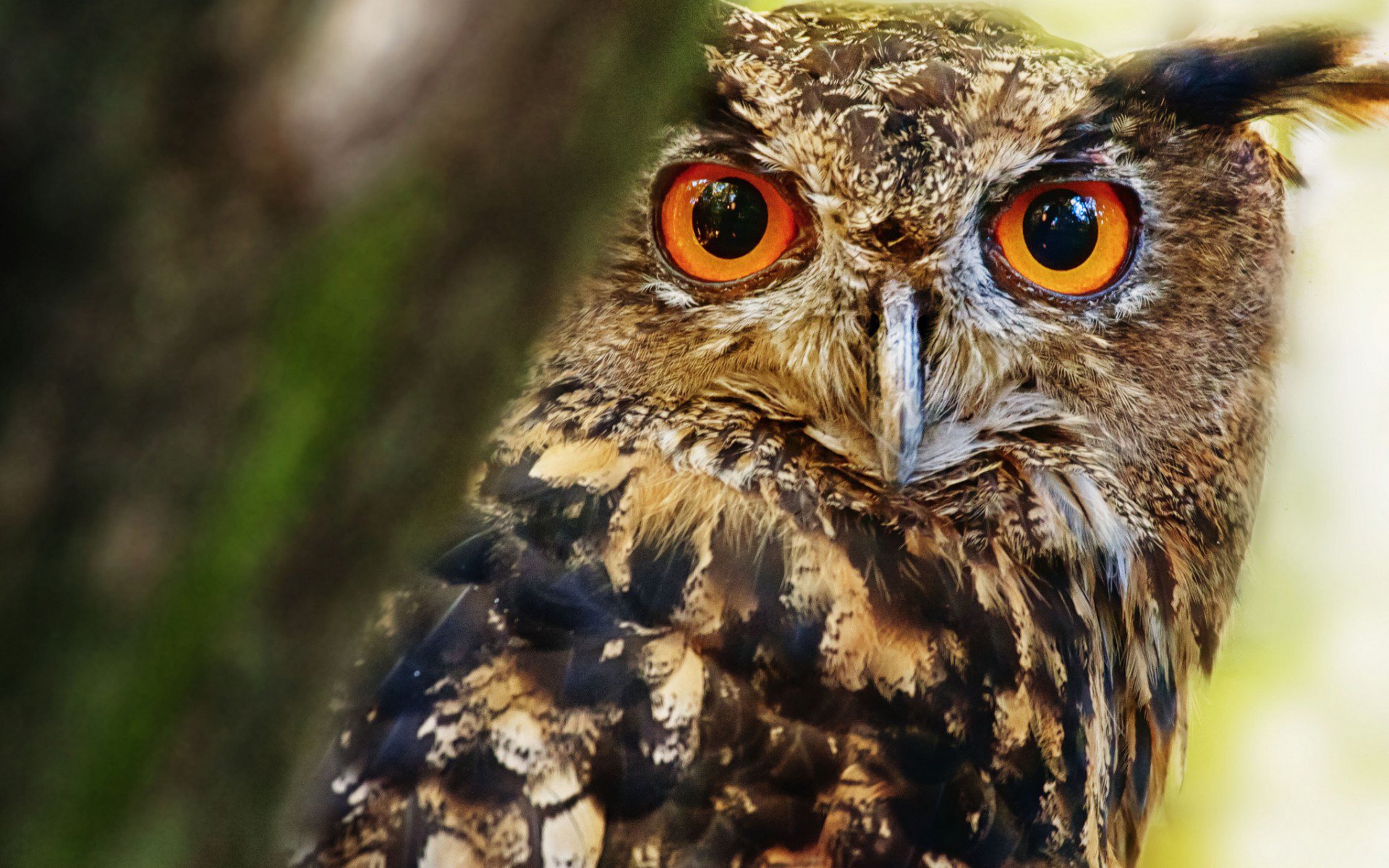 Close-up of an owl, a wild animal, with vivid orange eyes and mottled brown feathers perched against tree bark.