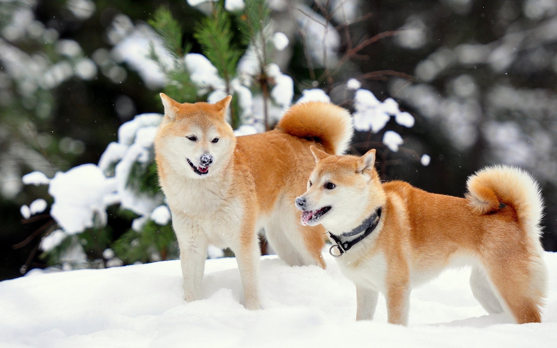 Two Shiba Inu dogs stand in the snow with trees in the background, their reddish fur contrasting with the white snow.