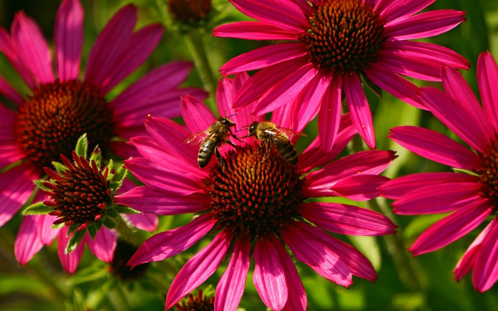 Two bees (animal) feeding on a bright pink coneflower flower