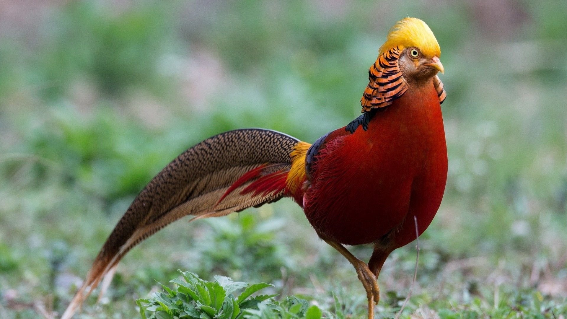  Colorful Rooster