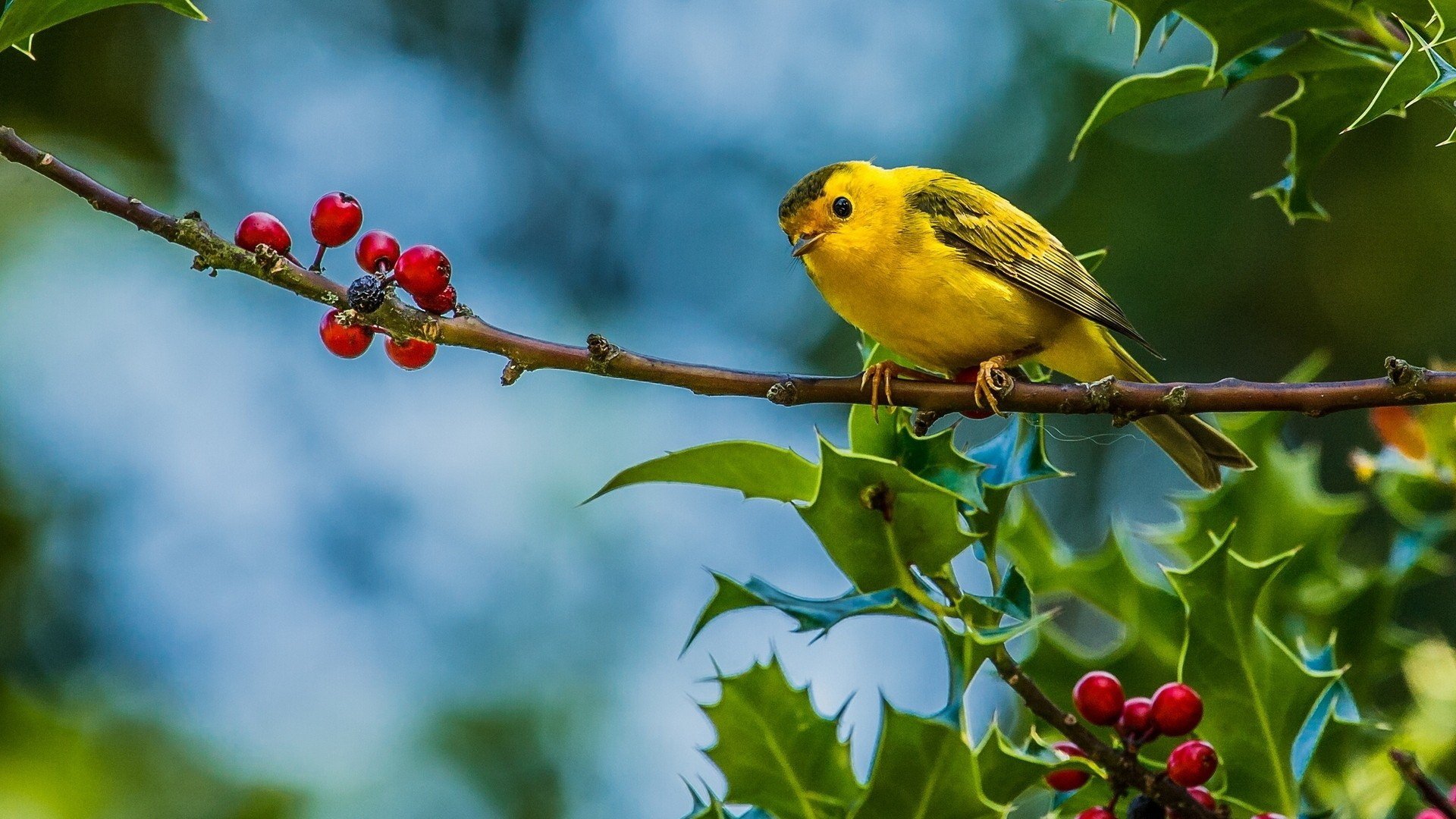 Download Yellow Warbler Animal Warbler Image