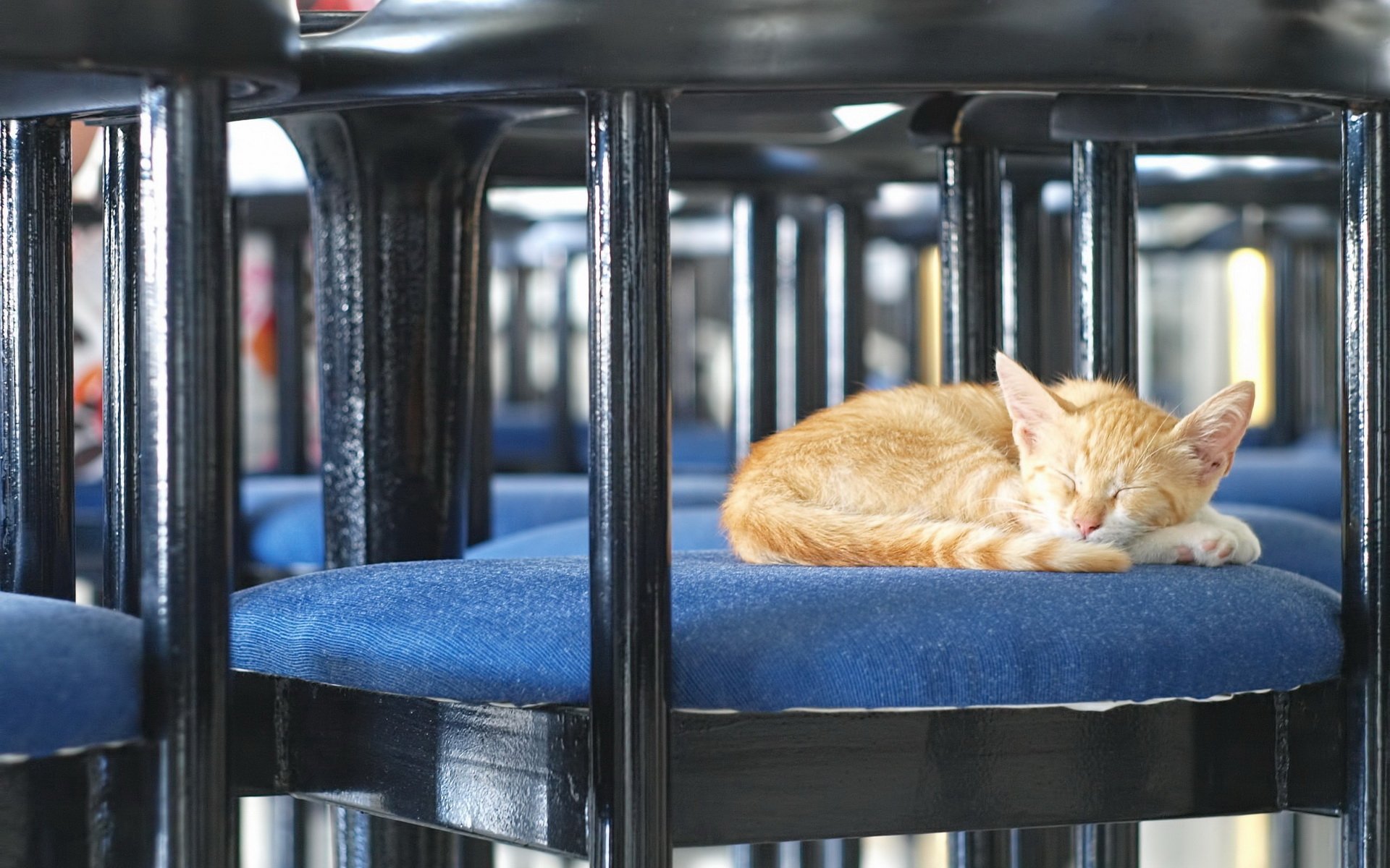 cute Animal cat cute cat Image