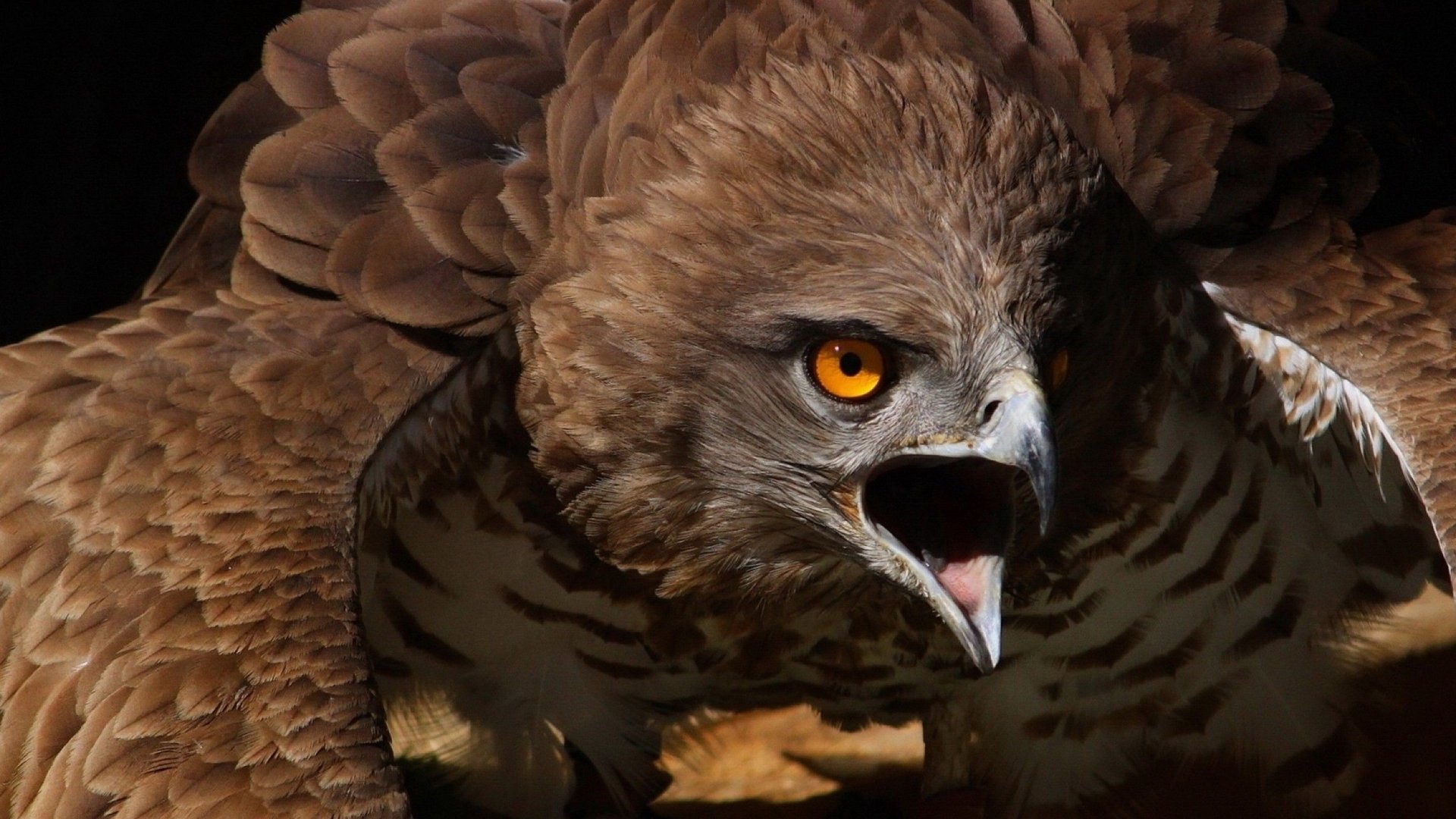Close-up of an eagle with its beak open, displaying intense orange eyes and detailed brown feathers against a dark background.