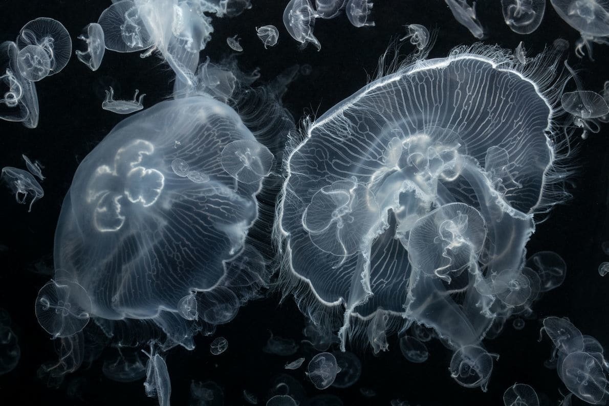 Jellyfish Image - ID: 311516 - Image Abyss