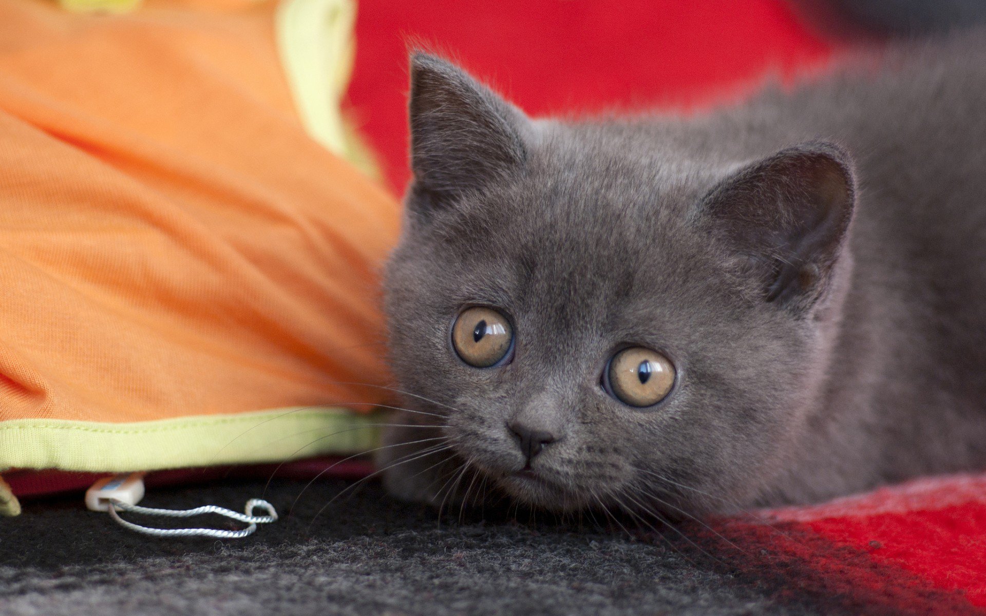 cute Animal cat cute cat Image