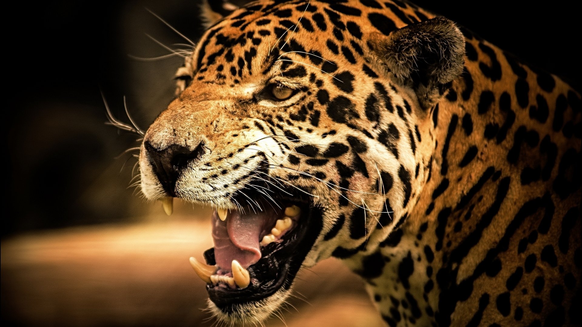 A close-up of a snarling leopard showing its sharp teeth against a dark background.