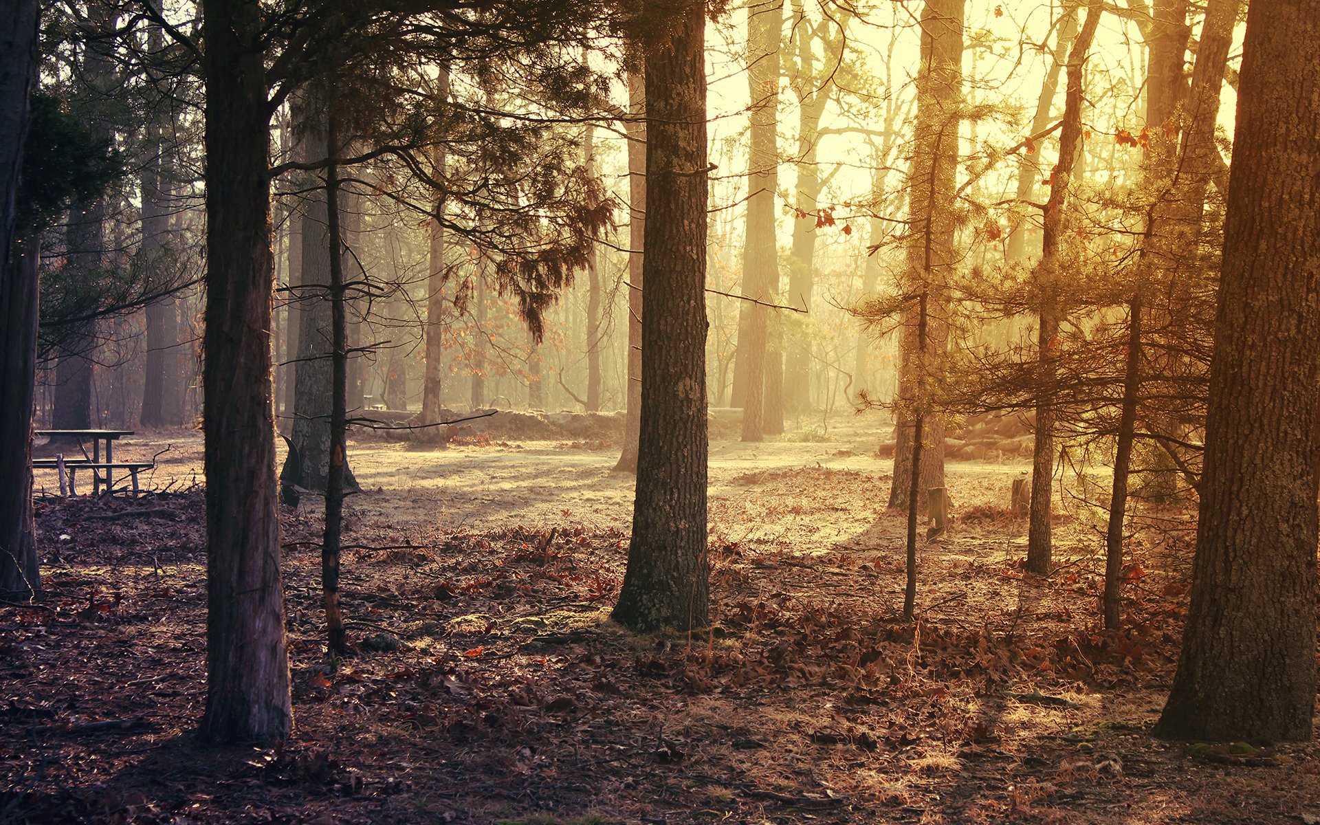 A serene park scene featuring tall trees bathed in warm sunlight, with soft shadows and a forest floor covered in fallen leaves. The atmosphere is tranquil and inviting.